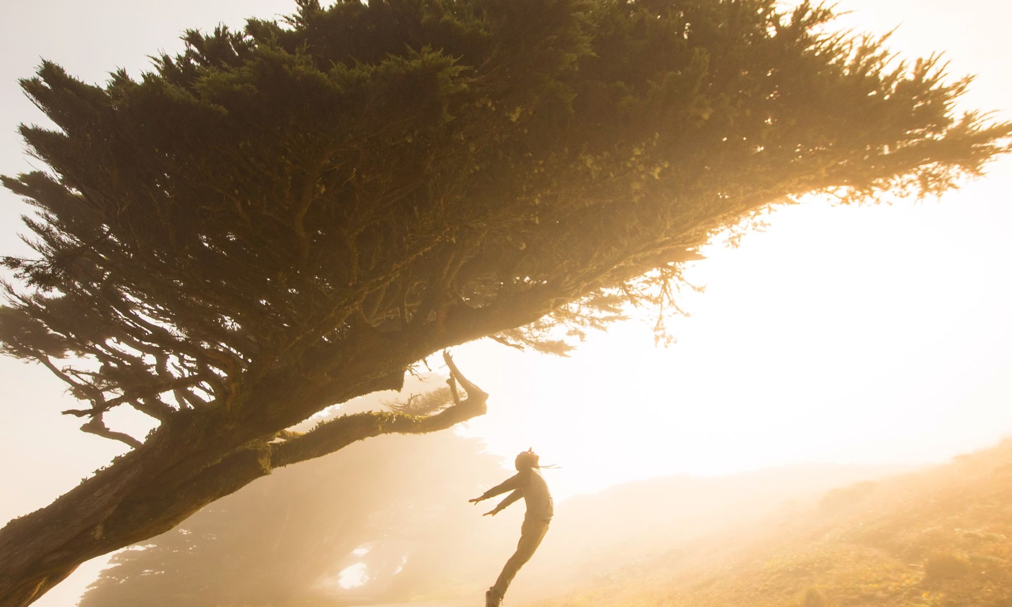 Silhouette of motivated and excited person jumping under tree