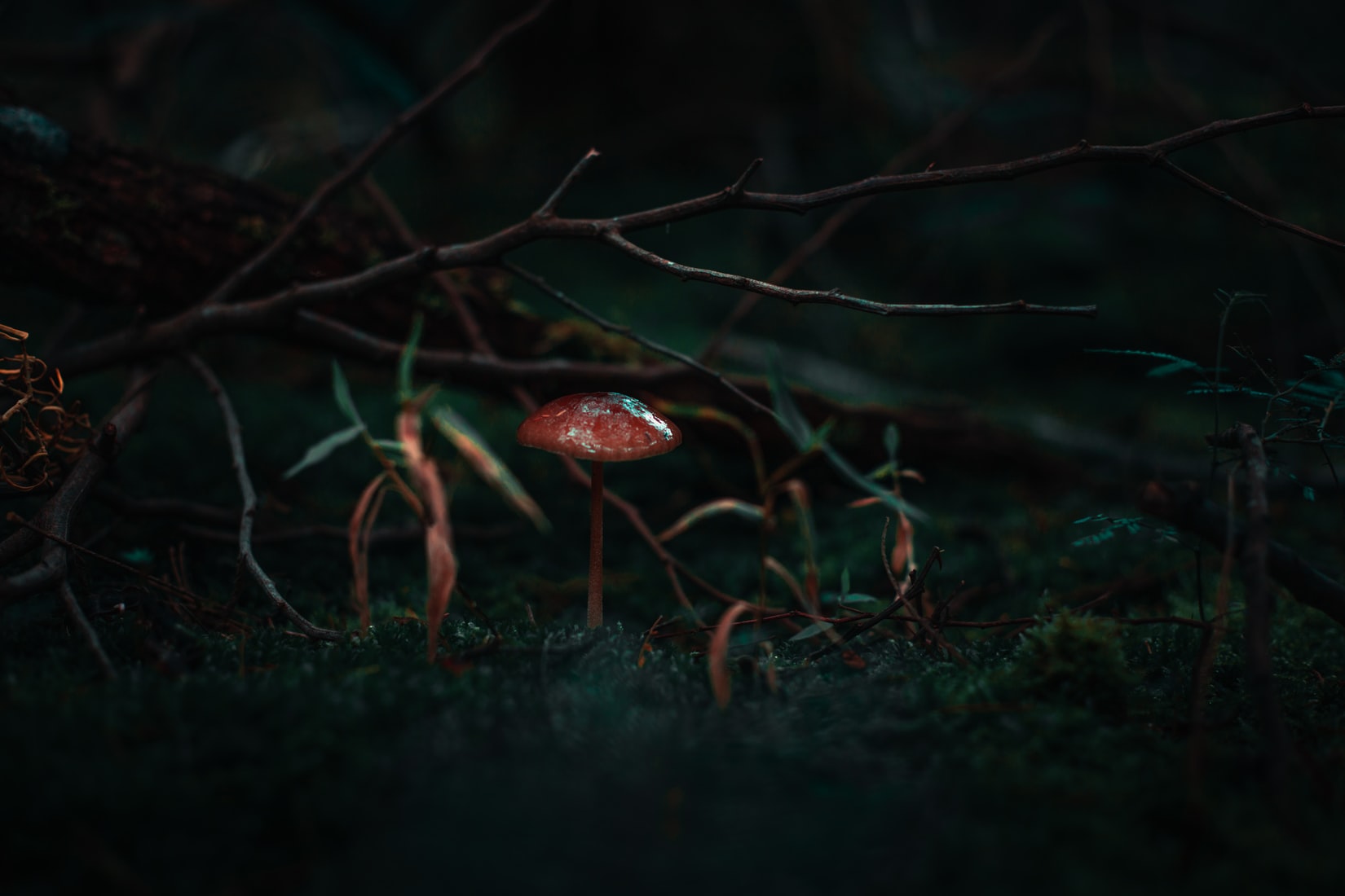 Psilocybin magic mushroom growing in nature
